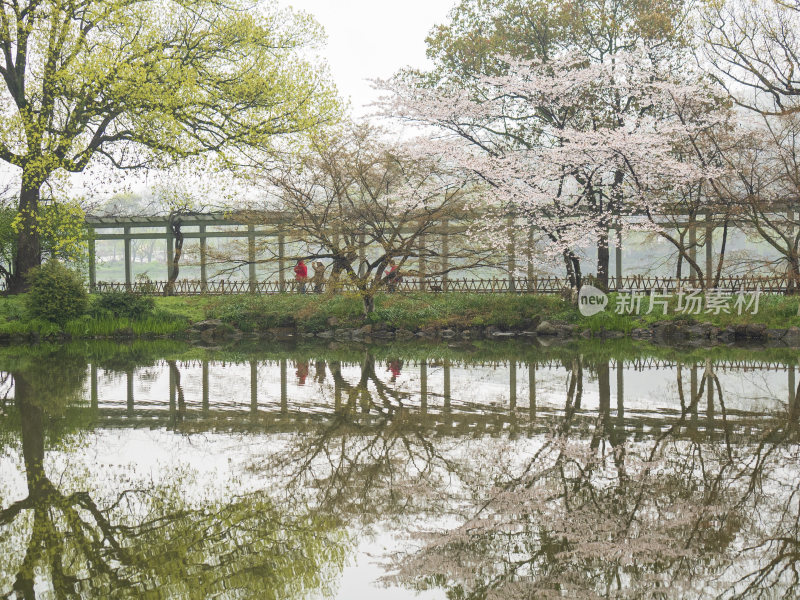 杭州西湖花港观鱼风景