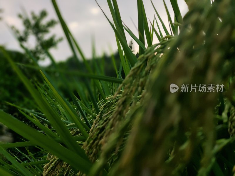 户外田间水稻植株的特写镜头