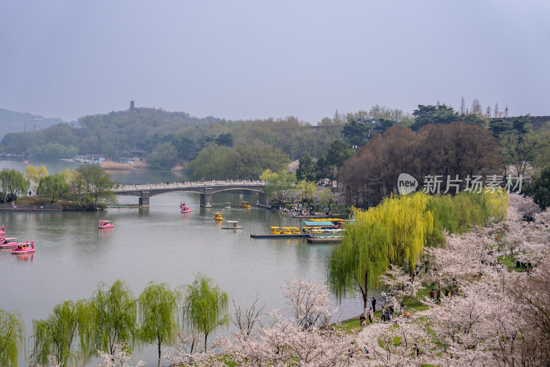 樱花时节泛舟湖上