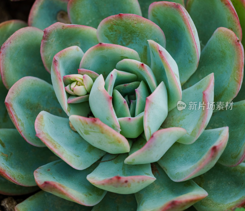 特写多肉植物绿植