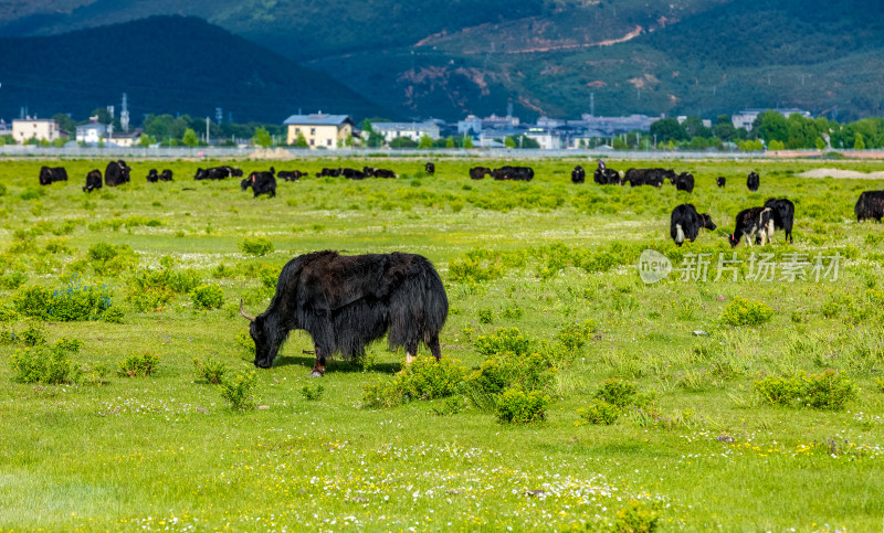 香格里拉纳帕海景区