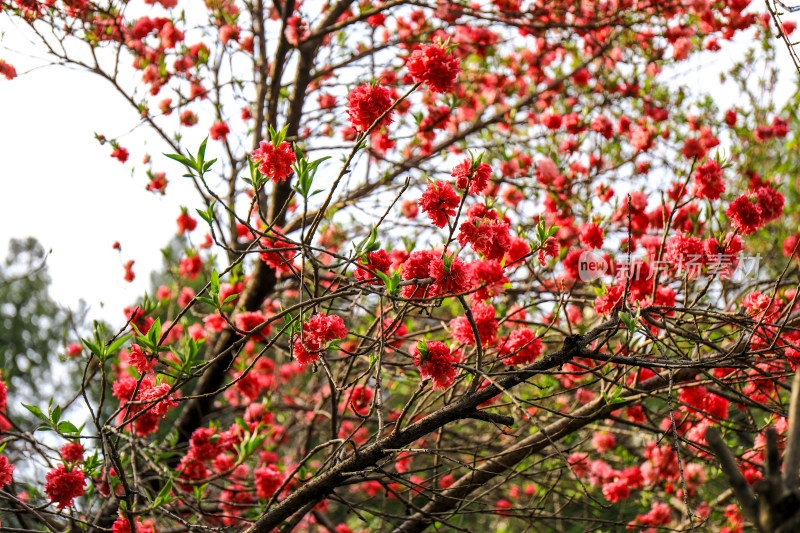 重瓣桃花