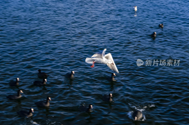 云南丽江泸沽湖海鸥水鸟野生动物