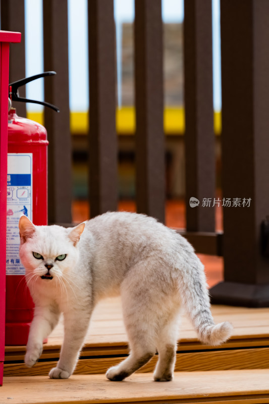 镜头中的英国短毛猫特写