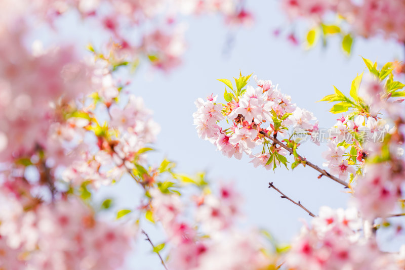 春日樱花季