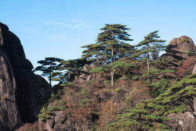 云雾下，安徽黄山的松树风景