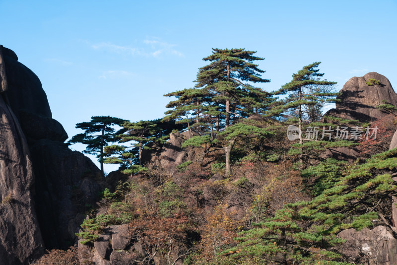 云雾下，安徽黄山的松树风景