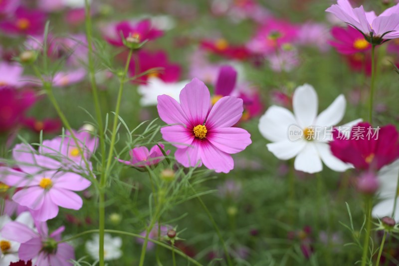 花草 绿地