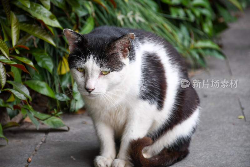 路边黑白花猫蹲坐姿态特写