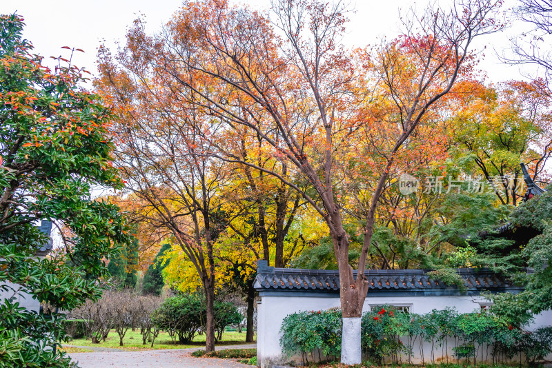 南京钟山风景名胜区明孝陵秋景