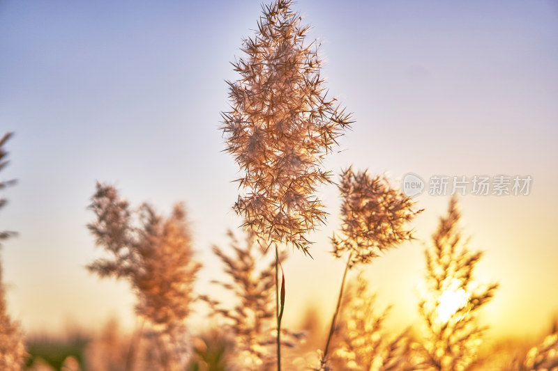 夕阳下的芦苇