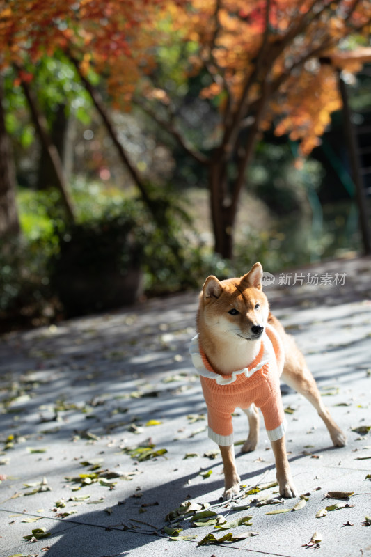 秋天站在红枫树下的柴犬