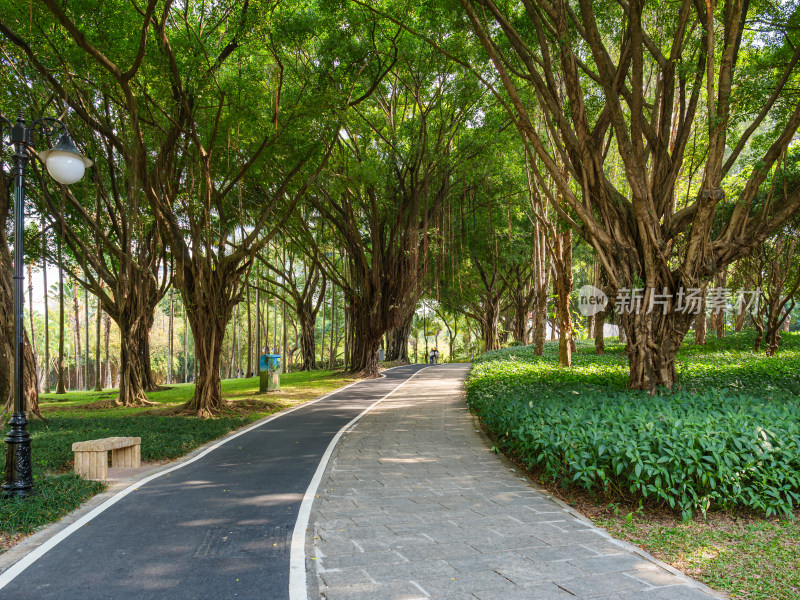 绿树成荫的城市公园休闲步道