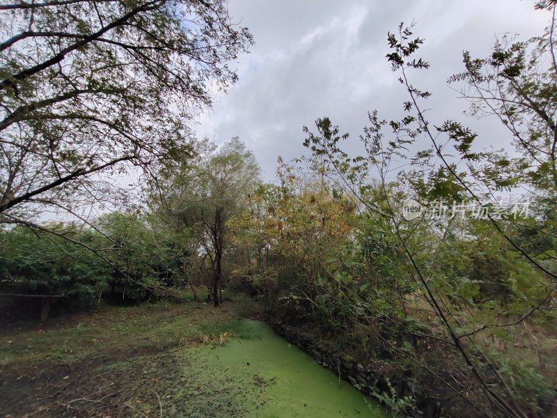 野外绿植环绕的绿藻小溪自然风景