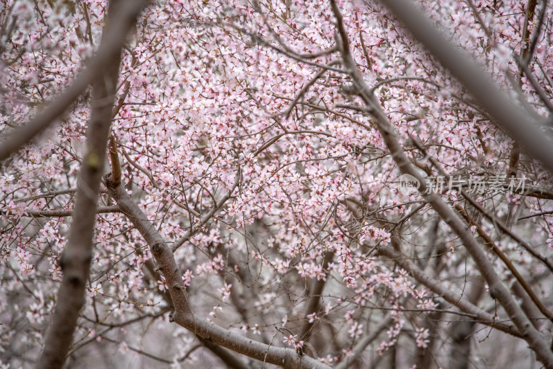 桃树桃花桃树林