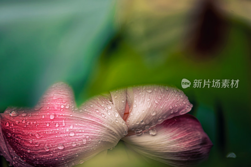 雨后荷花上的水珠