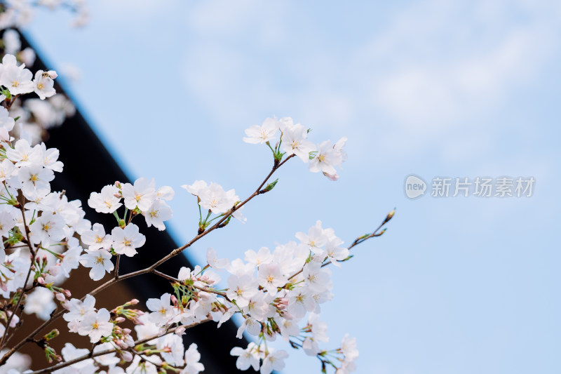 春天里盛开的白色樱花
