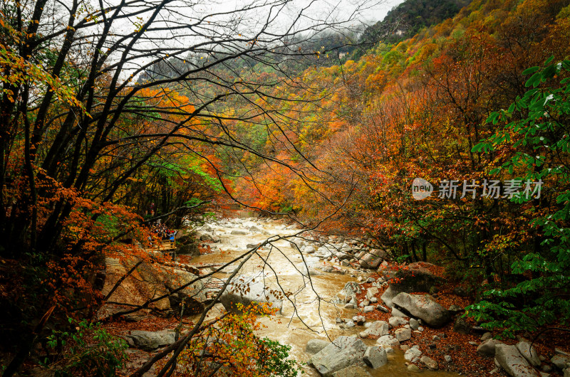 光雾山红叶彩林溪流河谷山谷漂亮壮观