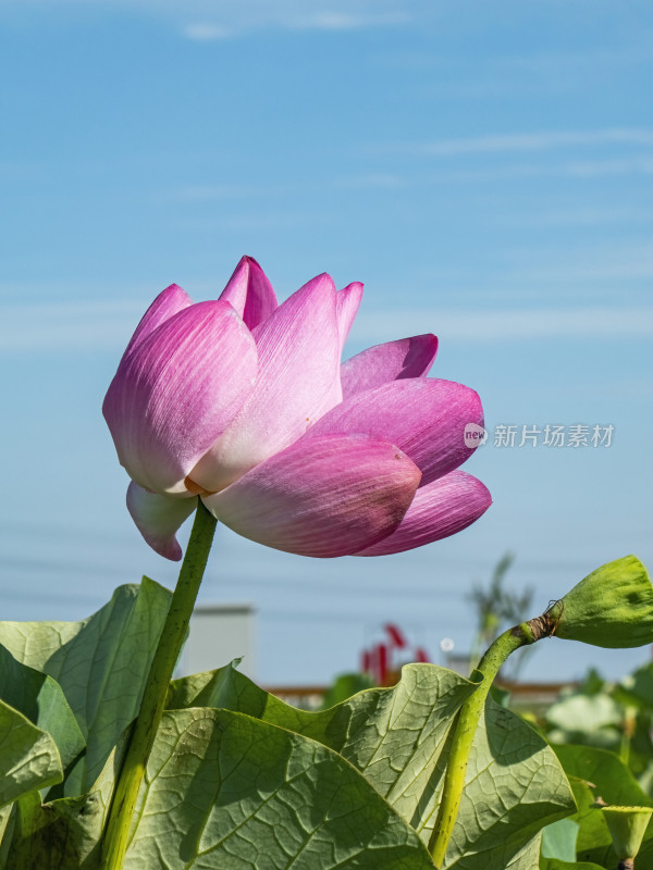 夏季荷花特写