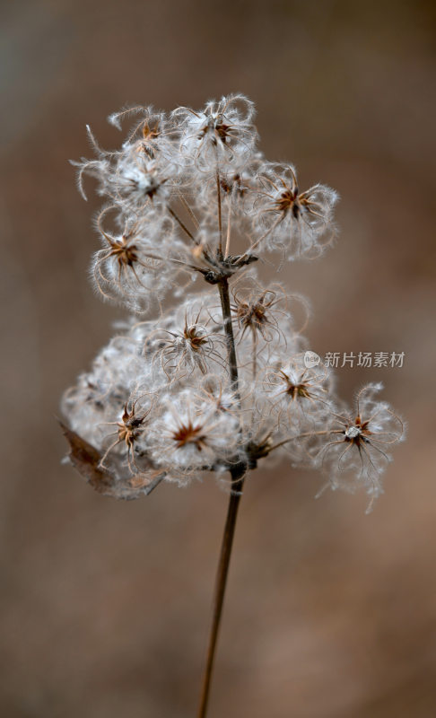 秋天的白花