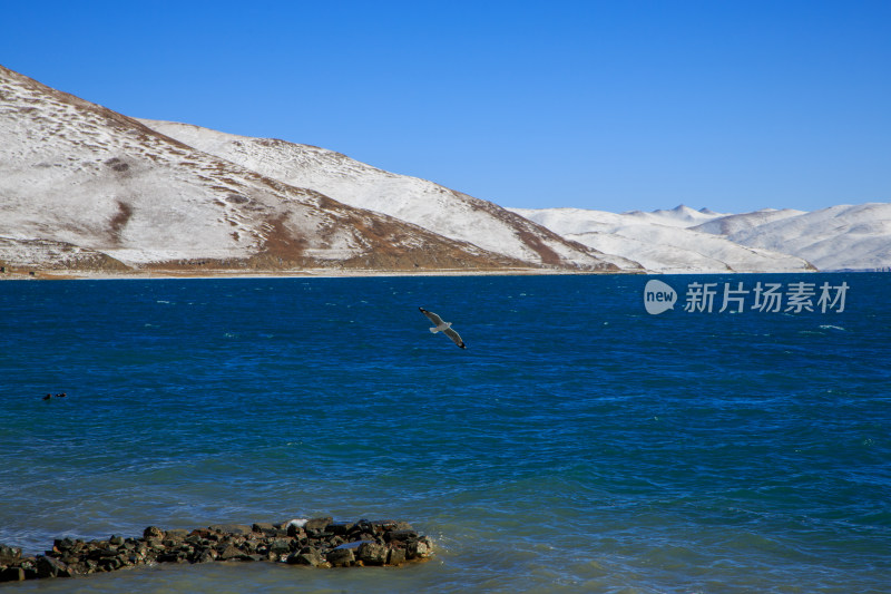 中国西藏羊卓雍措湖羊湖冬季雪景