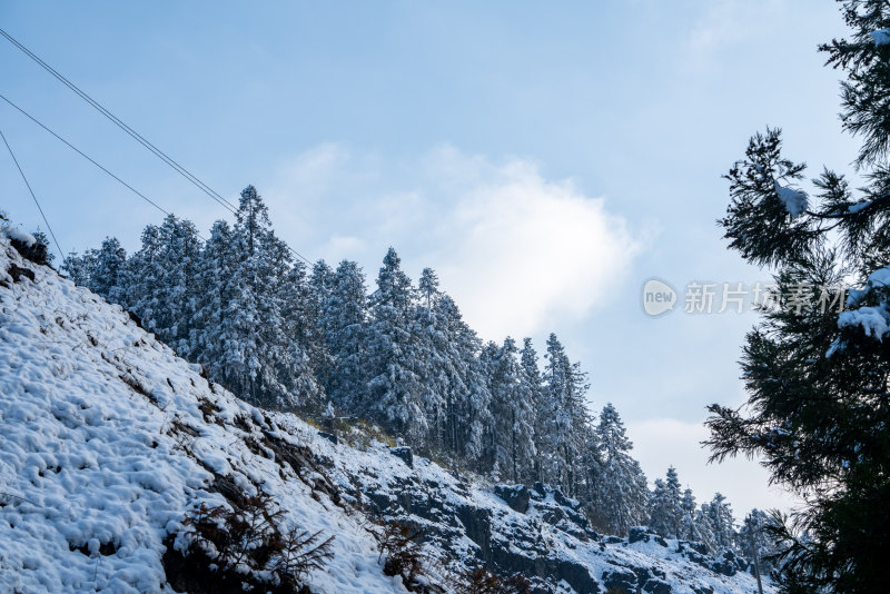 冬天落雪的树林