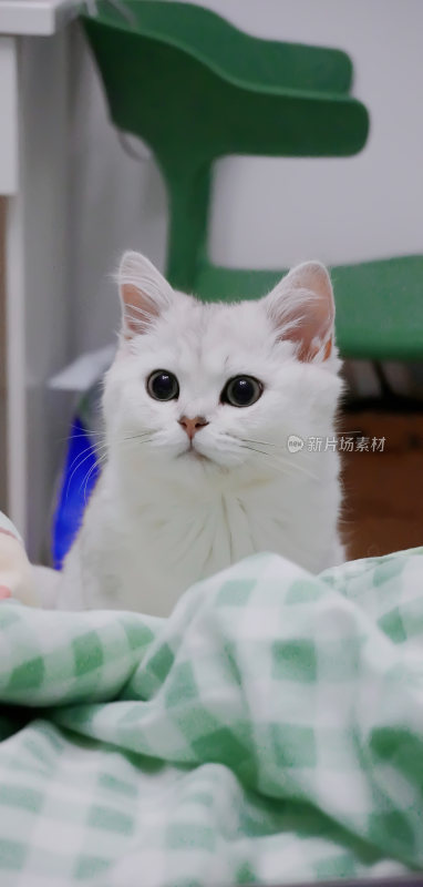 银渐层猫