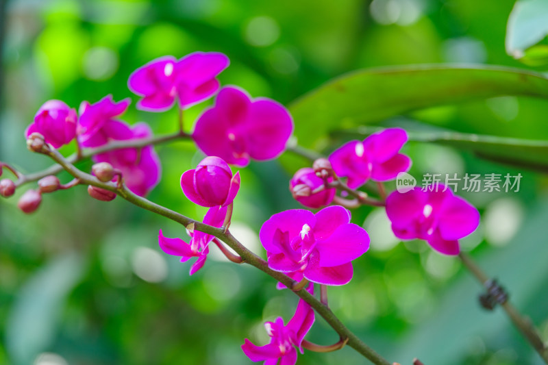 广州麓湖公园麓湖花园粉红色蝴蝶兰鲜花植物