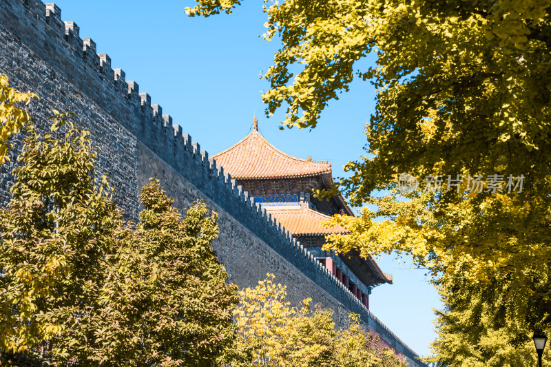 秋天的北京故宫博物院角楼和黄色的银杏
