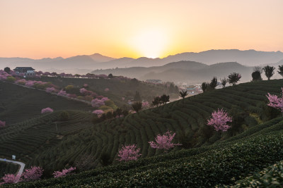 龙岩永福台品樱花茶园