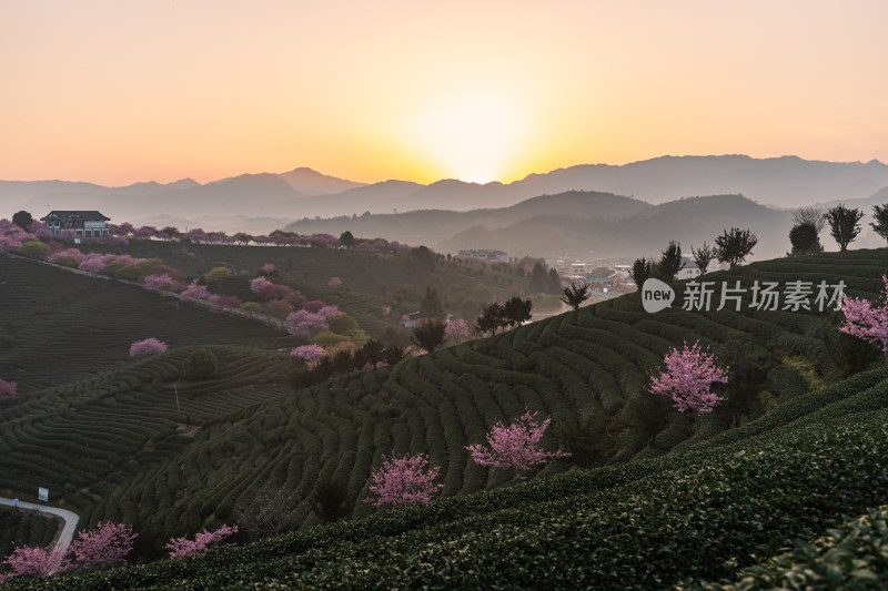 龙岩永福台品樱花茶园