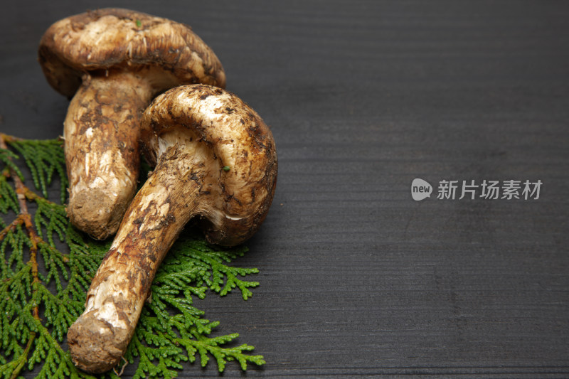黑色背景上的新鲜松茸