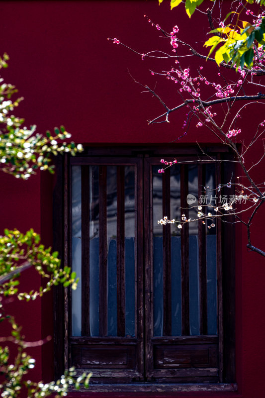 特写粉色梅花枝干