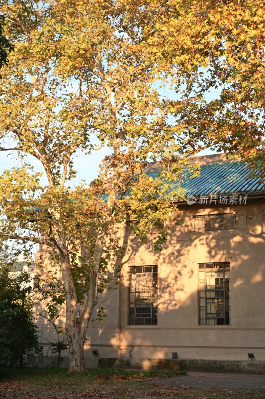 秋日阳光下的树木与建筑