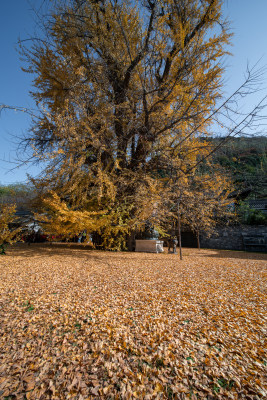 西安千年银杏树
