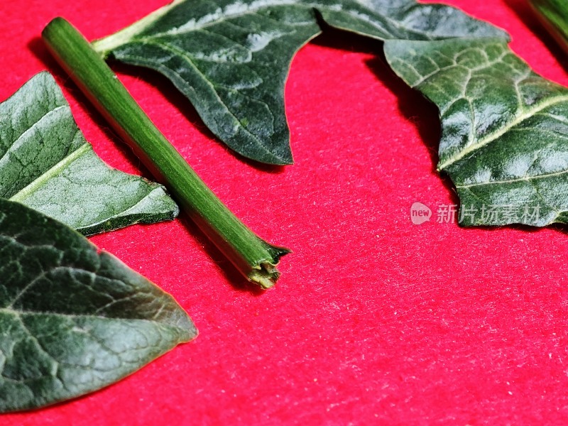 红色背景上的植物茎叶特写