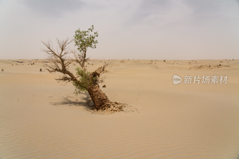 新疆和田塔克拉玛干沙漠里的胡杨树