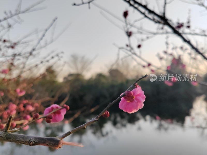 水边盛开的粉色梅花自然风景图