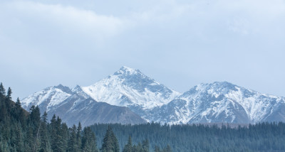 青海祁连山雪山森林自然风光