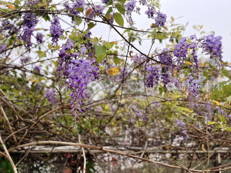 花园里的紫藤花