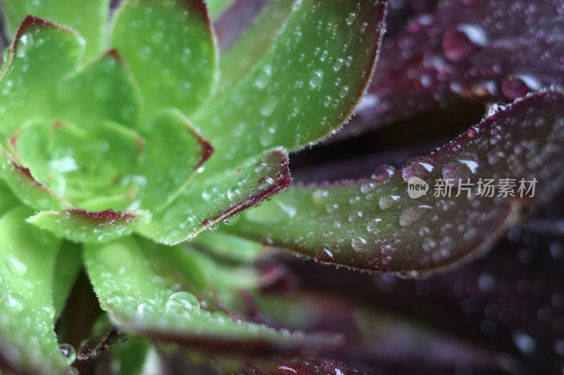 带水珠的多肉植物特写