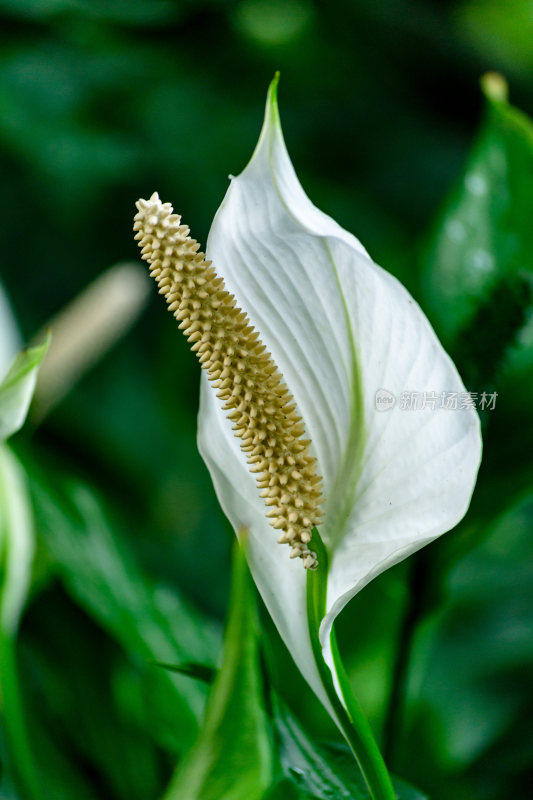 白掌花朵特写