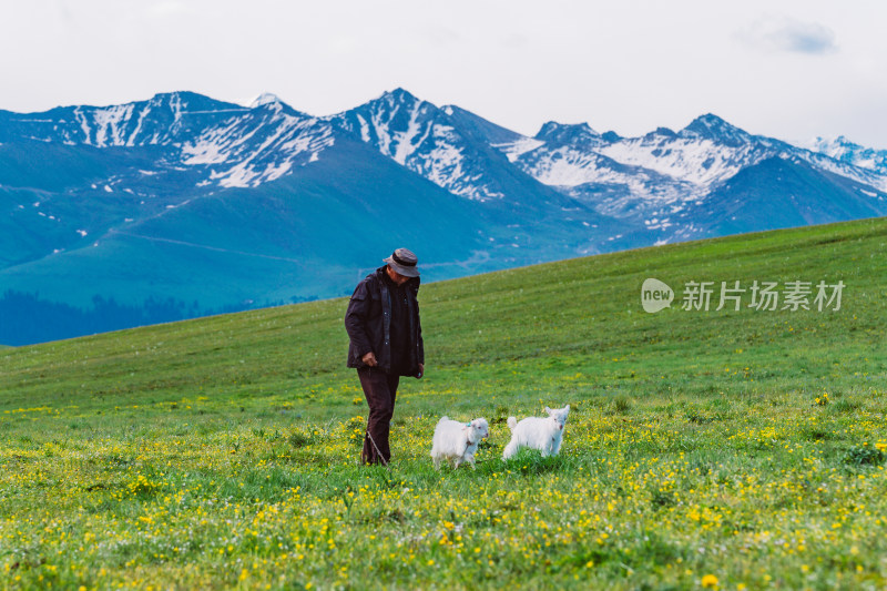 新疆伊犁喀拉峻牧羊人