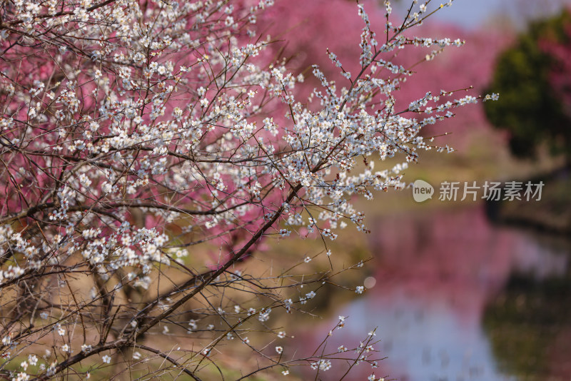 花开海上梅花节