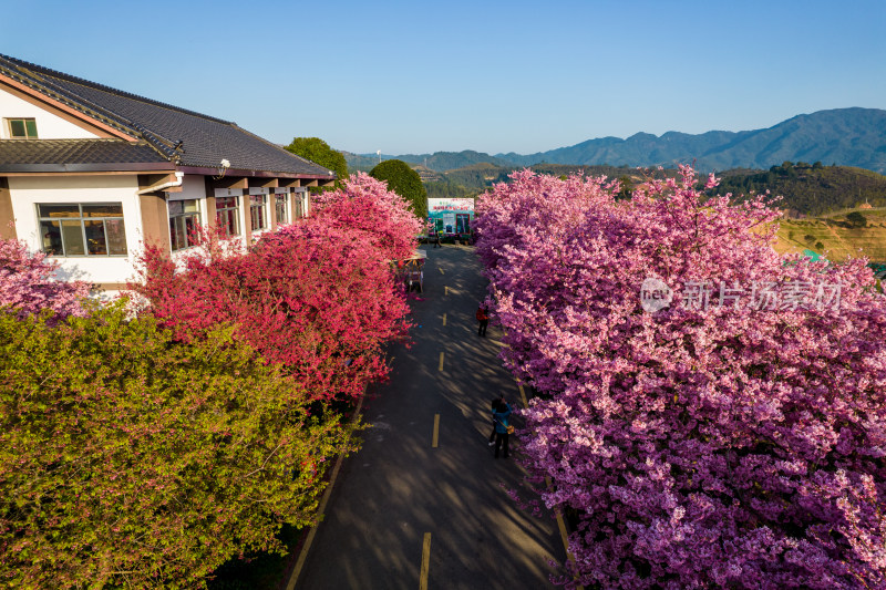 福建龙岩永福台品樱花茶园