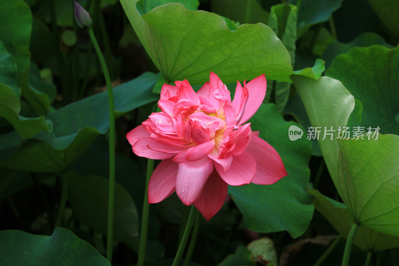 雨后清新的荷花