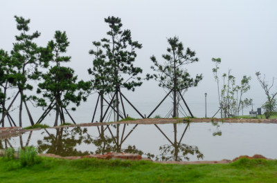 绿油油的草地上有几棵松树