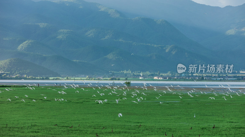 丽江拉市海湿地公园夏天的草地牛羊野鹤飞鸟