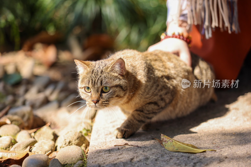 杭州西湖花港观鱼的流浪猫狸花猫