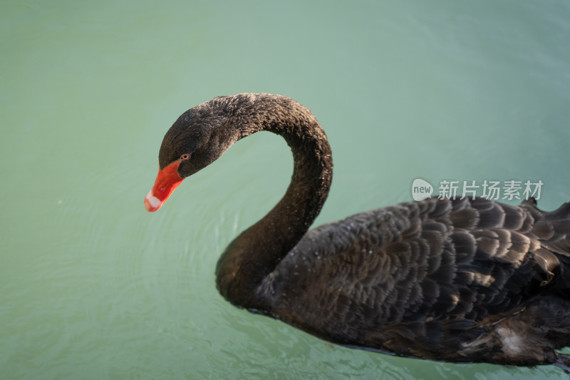 黑天鹅在湖水中特写